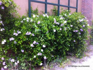 Clytostoma callistegioides - blooming