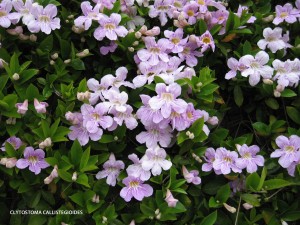 Clytostoma callistegioides - blossom