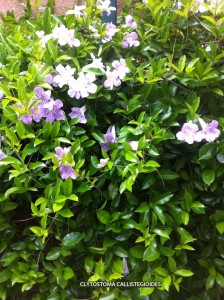 Clytostoma callistegioides - detail