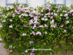 Clytostoma callistegioides