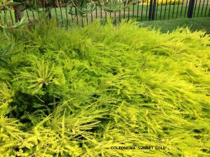 Coleonema 'Sunset Gold' foliage detail