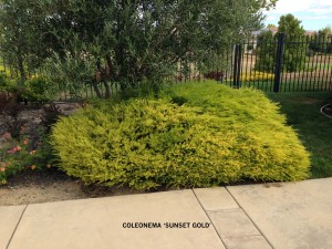 Coleonema 'Sunset Gold' group