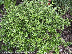 Coprosma 'Beaton's Gold'