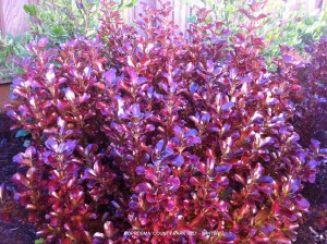 Coprosma 'County Park Red' - Winter foliage.jpg