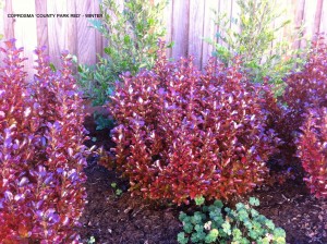 Coprosma 'County Park Red' - Winter.jpg