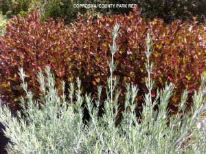 Coprosma 'County Park Red'