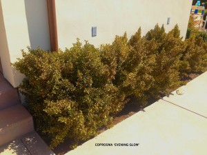 Coprosma 'Evening Glow' - natural hedge