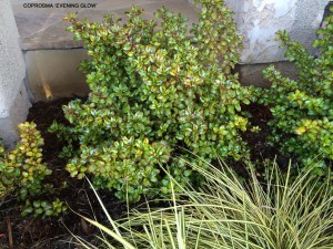 Coprosma 'Evening Glow' - summer