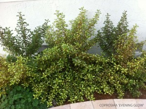 Coprosma 'Evening Glow' - young