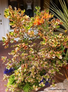 Coprosma 'Pink Splendor' 1
