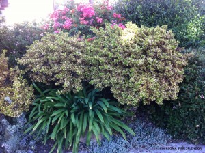 Coprosma 'Pink Splendor'