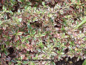 Coprosma 'Rainbow Surprise'