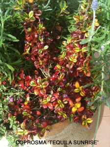 Coprosma 'Tequilla Sunrise'