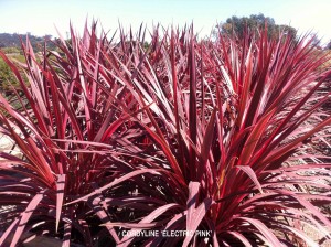 Cordyline 'Electric Pink'