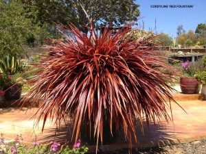 Cordyline 'Red Fountain'