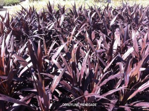 Cordyline 'Renegade'