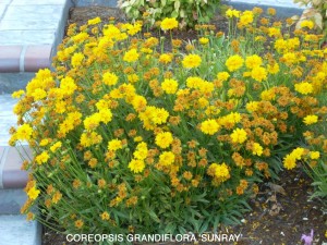 Coreopsis grandiflora 'Sunray' 1