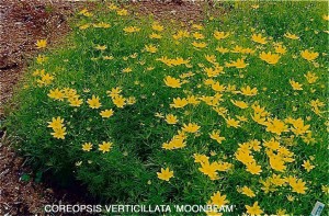 Coreopsis verticillata 'Moonbeam'