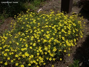 Coreopsis verticulata 'Zagreb'