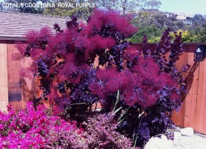 Cotinus coggygria 'Royal purple'