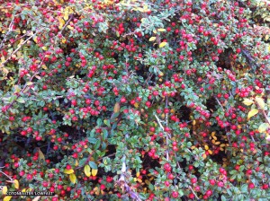 Cotoneaster 'Lowfast' - berries