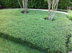 Cotoneaster dammeri 'Lowfast'