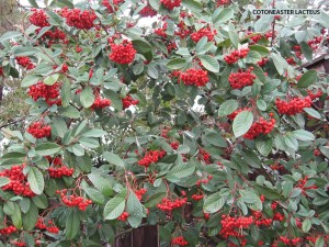 Cotoneaster lacteus - foliage