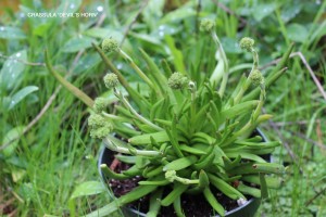 Crassula 'Devil's Horn'