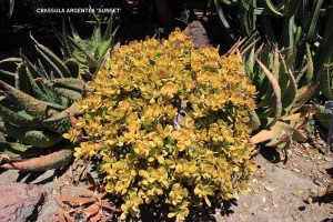 Crassula argentea 'Sunset'
