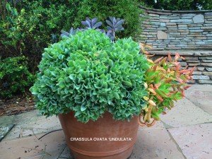 Crassula ovata 'Undulata'