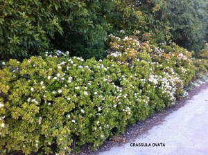 Crassula ovata - blooming