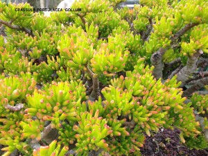 Crassula portulacea 'Gollum' - foliage