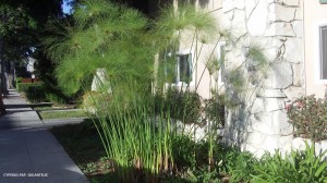 Cyperus papyrus 'Giganteus'