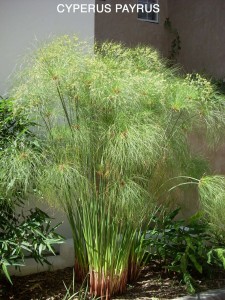 Cyperus papyrus