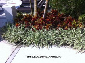 Dianella tasmanica 'Variegata' 2
