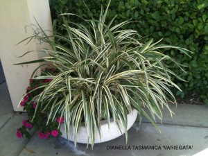 Dianella tasmanica 'Variegata' 3