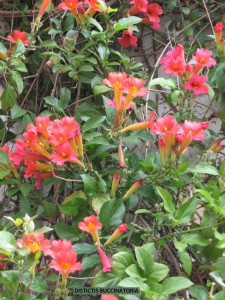 Distictis buccinatoria - blossom