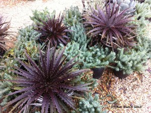Dyckia 'Black Gold'