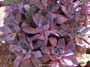Echeveria 'Afterglow' - group
