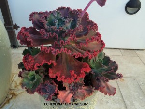 Echeveria 'Alma Wilson'