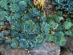 Echeveria 'Alpine Blue'