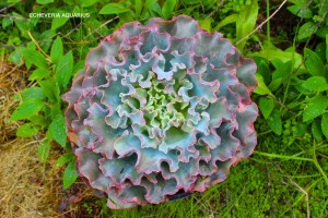 Echeveria 'Aquarius'