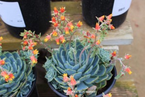 Echeveria 'Blue Bedder' - blooming