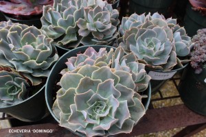Echeveria 'Domingo'
