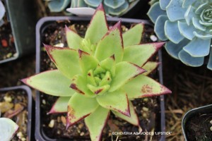 Echeveria agavoides 'Lipstick'