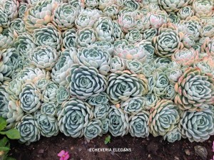 Echeveria elegans - foliage