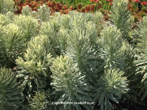 Ephorbia ch 'Glacier Blue' foliage