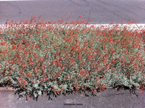 Epilobium canum - blooming 1