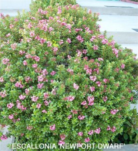 Escallonia 'Newport Dwarf'- blooming