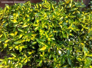 Euonymus fortunei 'Moonshadow' - foliage